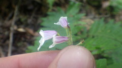 Streptocarpus thompsonii