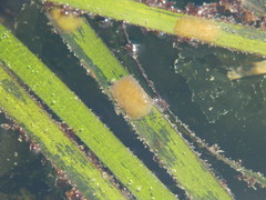 Phyllaplysia taylori