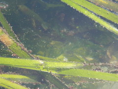 Phyllaplysia taylori