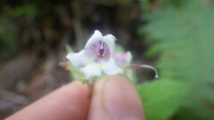 Streptocarpus thompsonii