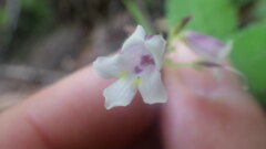 Streptocarpus thompsonii
