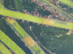 Phyllaplysia taylori