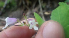 Streptocarpus thompsonii
