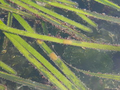 Phyllaplysia taylori
