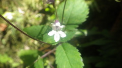 Streptocarpus thompsonii