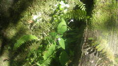 Streptocarpus thompsonii