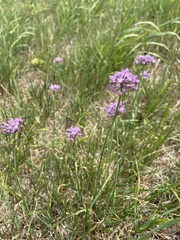 Allium angulosum