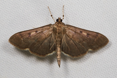 Herpetogramma sphingealis