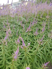 Veronicastrum