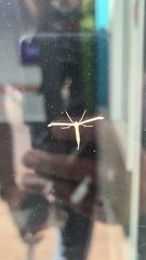 Emmelina monodactyla