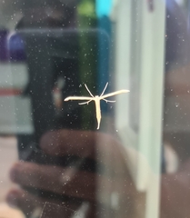 Emmelina monodactyla