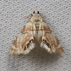 Eoparargyractis plevie