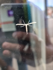 Emmelina monodactyla