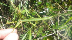 Vigna angivensis image