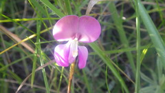 Vigna angivensis image