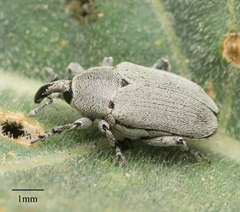 Trichobaris compacta