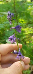 Delphinium crassifolium
