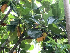 Artocarpus treculianus
