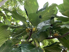 Artocarpus treculianus