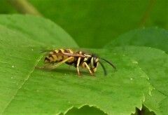 Vespula flavopilosa