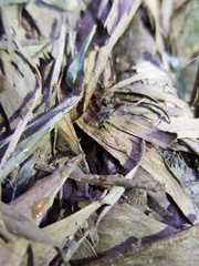 Leptomyrmex unicolor