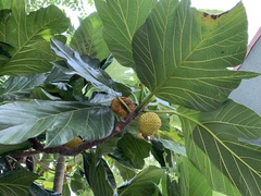 Artocarpus treculianus