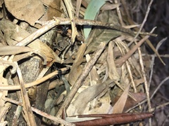 Leptomyrmex unicolor