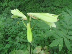 Cardiocrinum cordatum