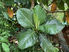Artocarpus treculianus