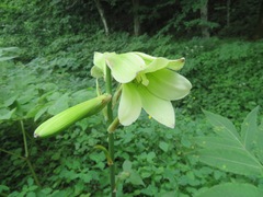 Cardiocrinum cordatum
