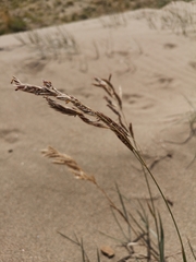 Bromus pumpellianus