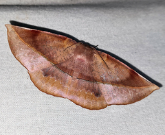 Sarcinodes restitutaria