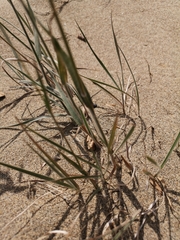Bromus pumpellianus