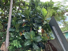 Artocarpus treculianus