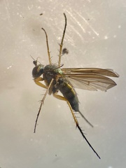 Dolichopus nigricornis