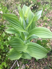 Veratrum viride