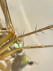 Dolichopus nigricornis