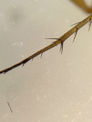 Dolichopus nigricornis