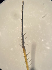 Dolichopus nigricornis