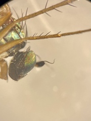 Dolichopus nigricornis