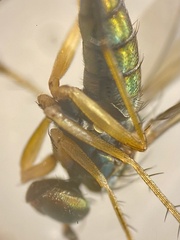 Dolichopus nigricornis