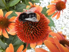 Bombus