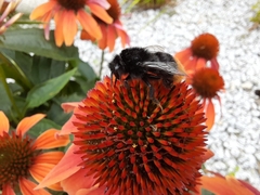 Bombus