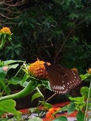 Euploea klugii