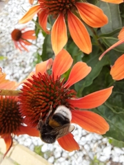 Bombus