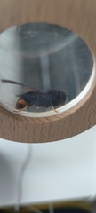 Vespa velutina