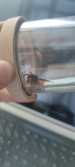 Vespa velutina