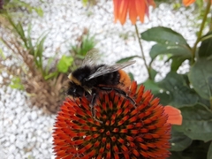 Bombus