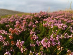 Erica vagans