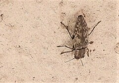 Spectralia gracilipes